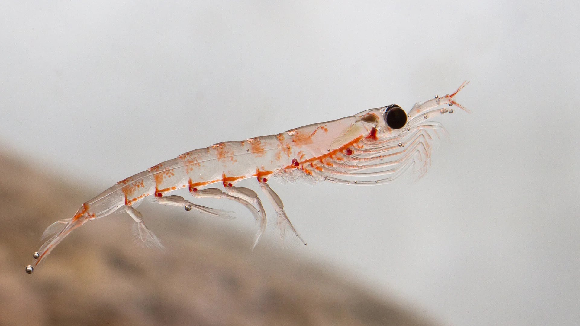 Existen 85 especies de krill, pero el de la Antártida es el de mayor calidad (iStock)