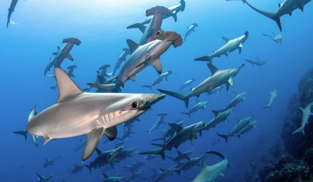 Existen más de 500 especies de tiburones muchas en peligro (MASAYUKI AGAWA VIA OCEANIMAGEBANK) 