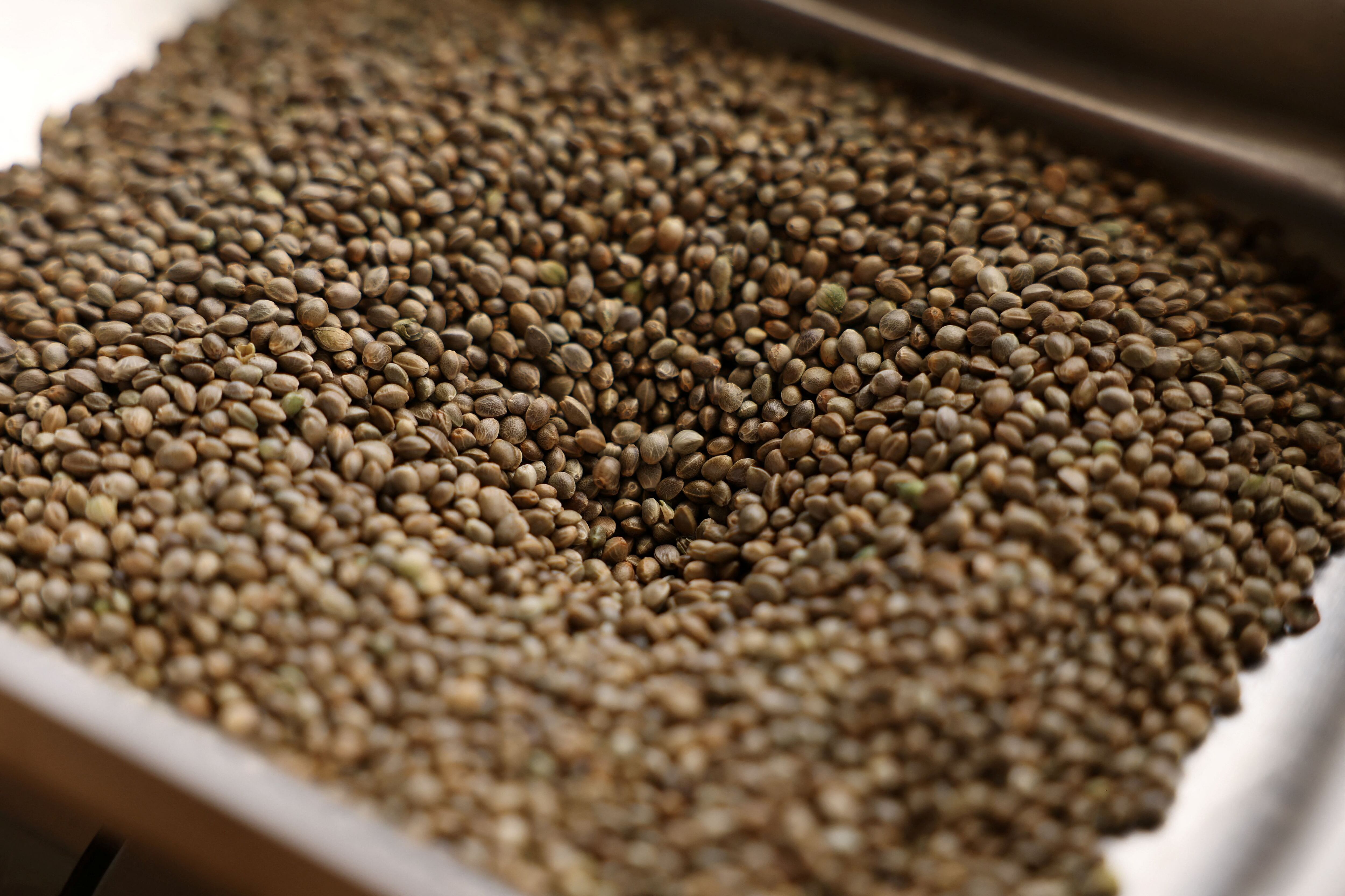 La semilla de cannabis es considerada un superalimento (REUTERS/Emilie Madi)