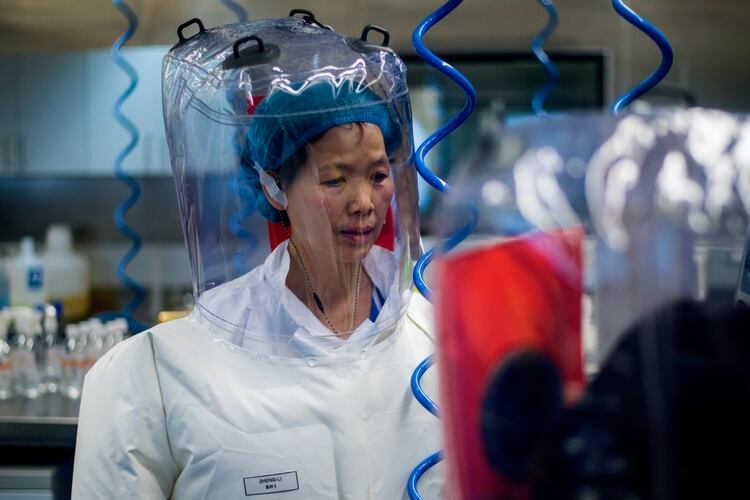 Shi Zhengli en el ﻿laboratorio de virología de Wuhan (AFP)