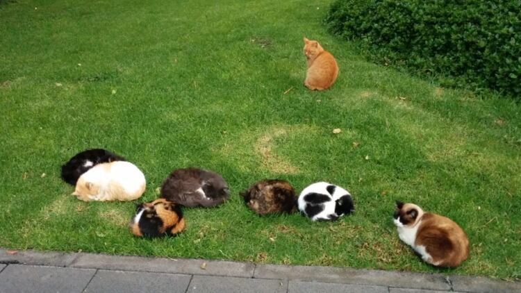 Los gatos que viven en edificios de gobierno prefieren los jardines para descansar y casi no se acercan a la gente (Foto: Twitter @Carmen-Hern)