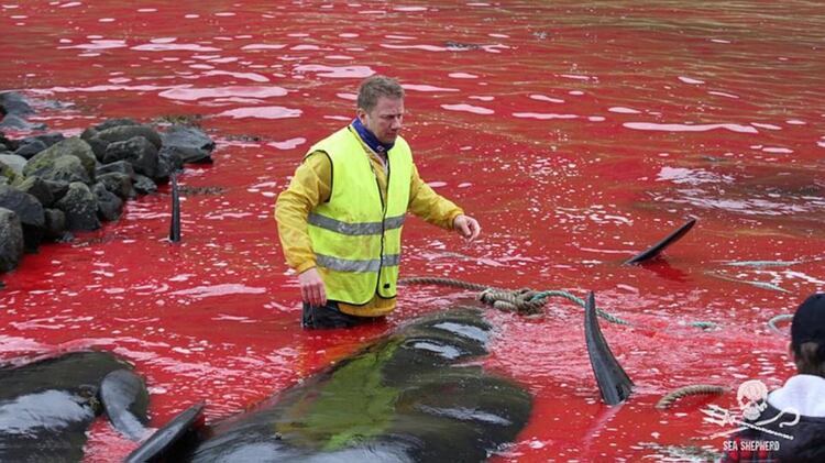 En las Islas Faroe y en algunos países escandinavos las caza de ballenas es común.