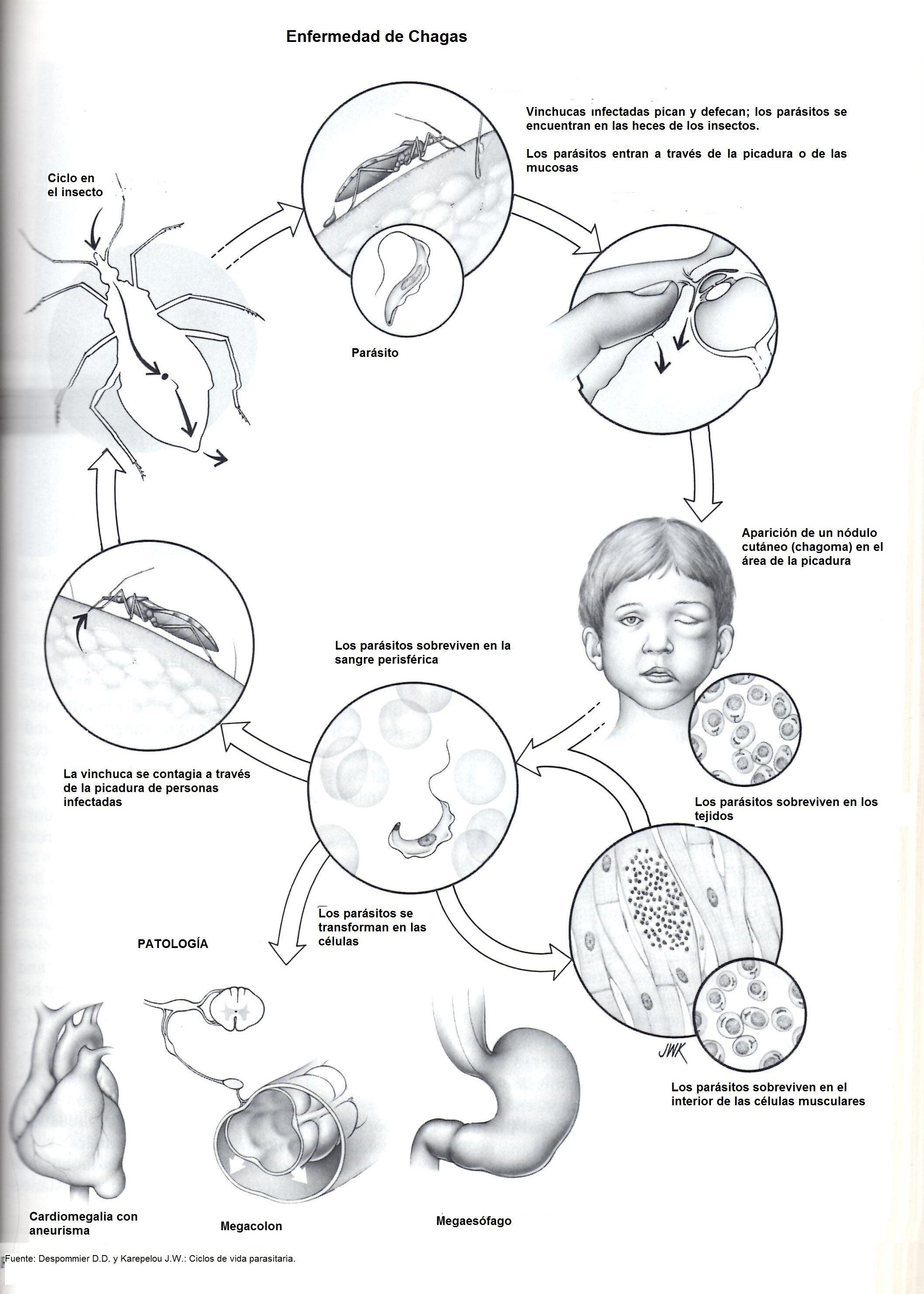 Ciclo del Chagas