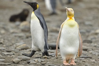 Pingüino amarillo. (yves_adams)