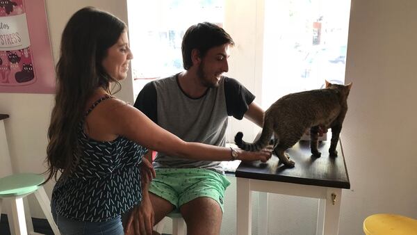 Los clientes juegan con los gatos del lugar (Infobae)