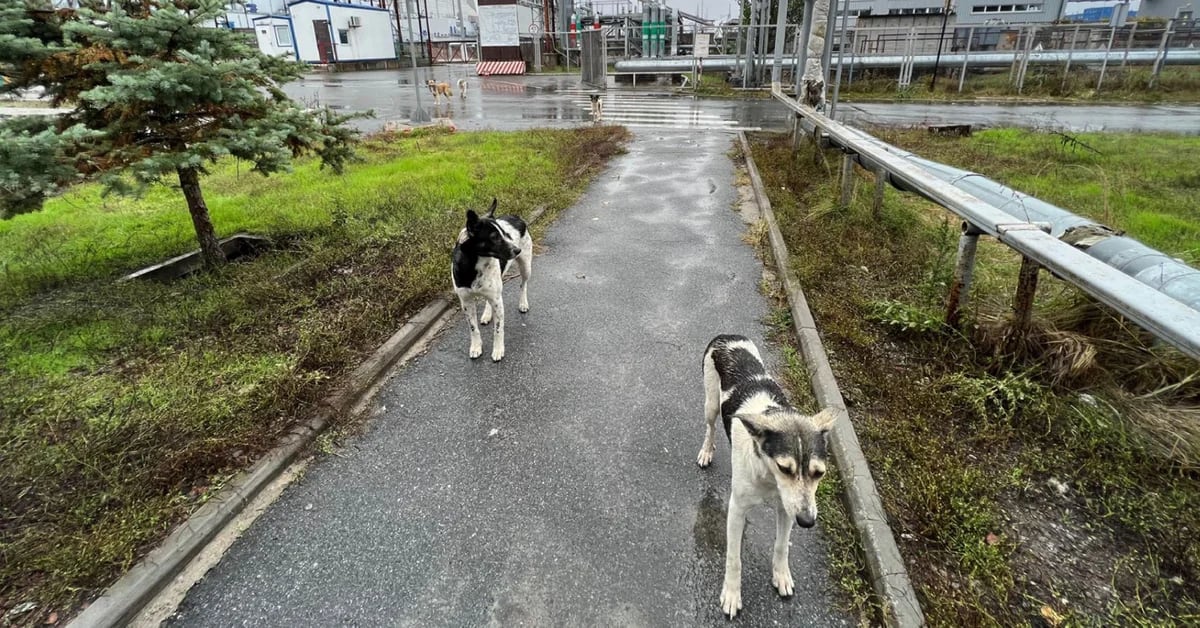 What Chernobyl dogs can teach us about genetic damage from radiation