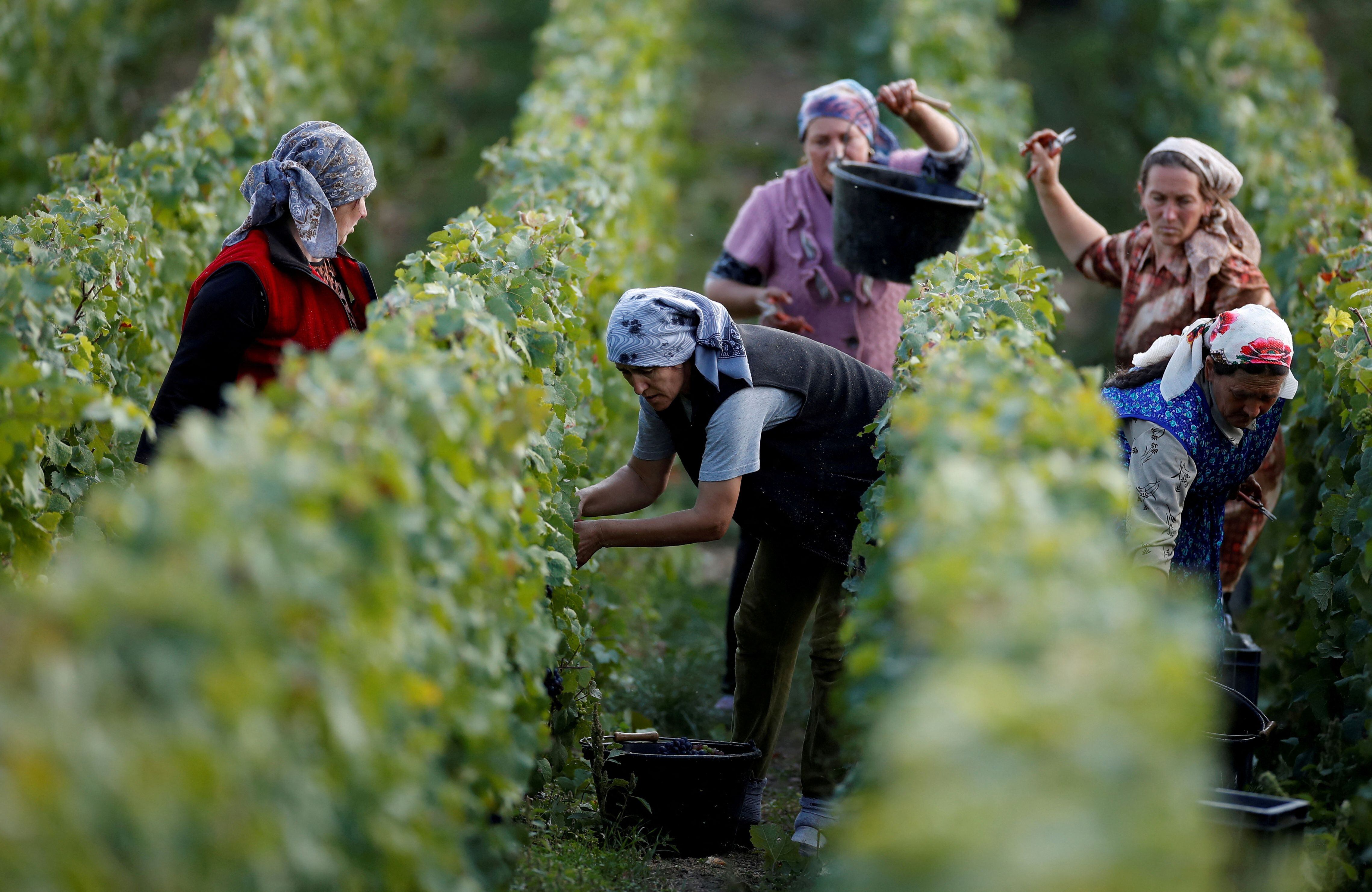 Trabajadores recogen uvas en un viñedo de Taittinger durante la tradicional cosecha de vino de Champagne en Pierry (REUTERS/Christian Hartmann/Foto de archivo)