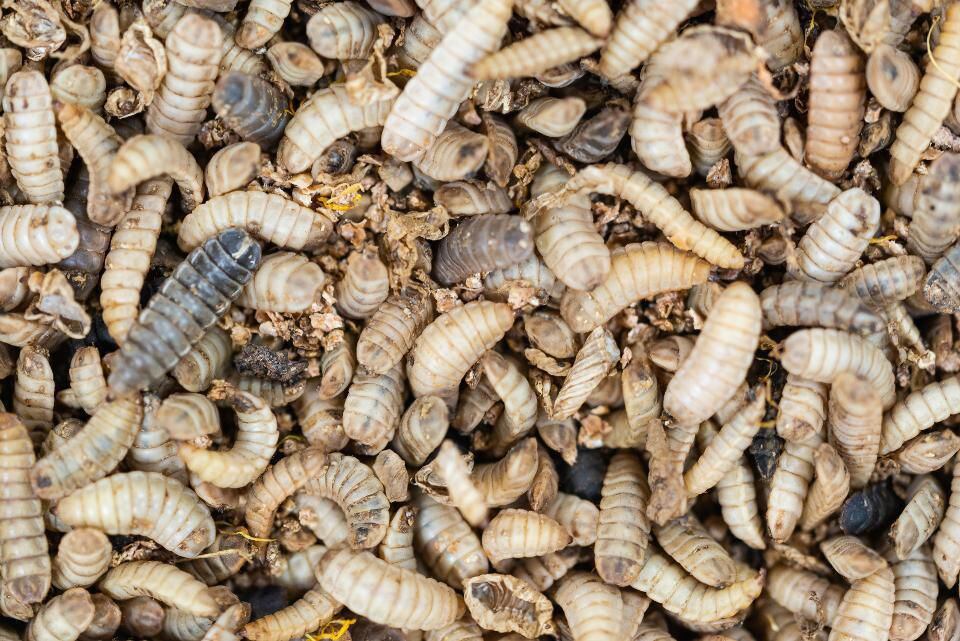 ¿La comida del futuro? dos empresas se unen para hacer la granja de proteína de insectos más grande del mundo