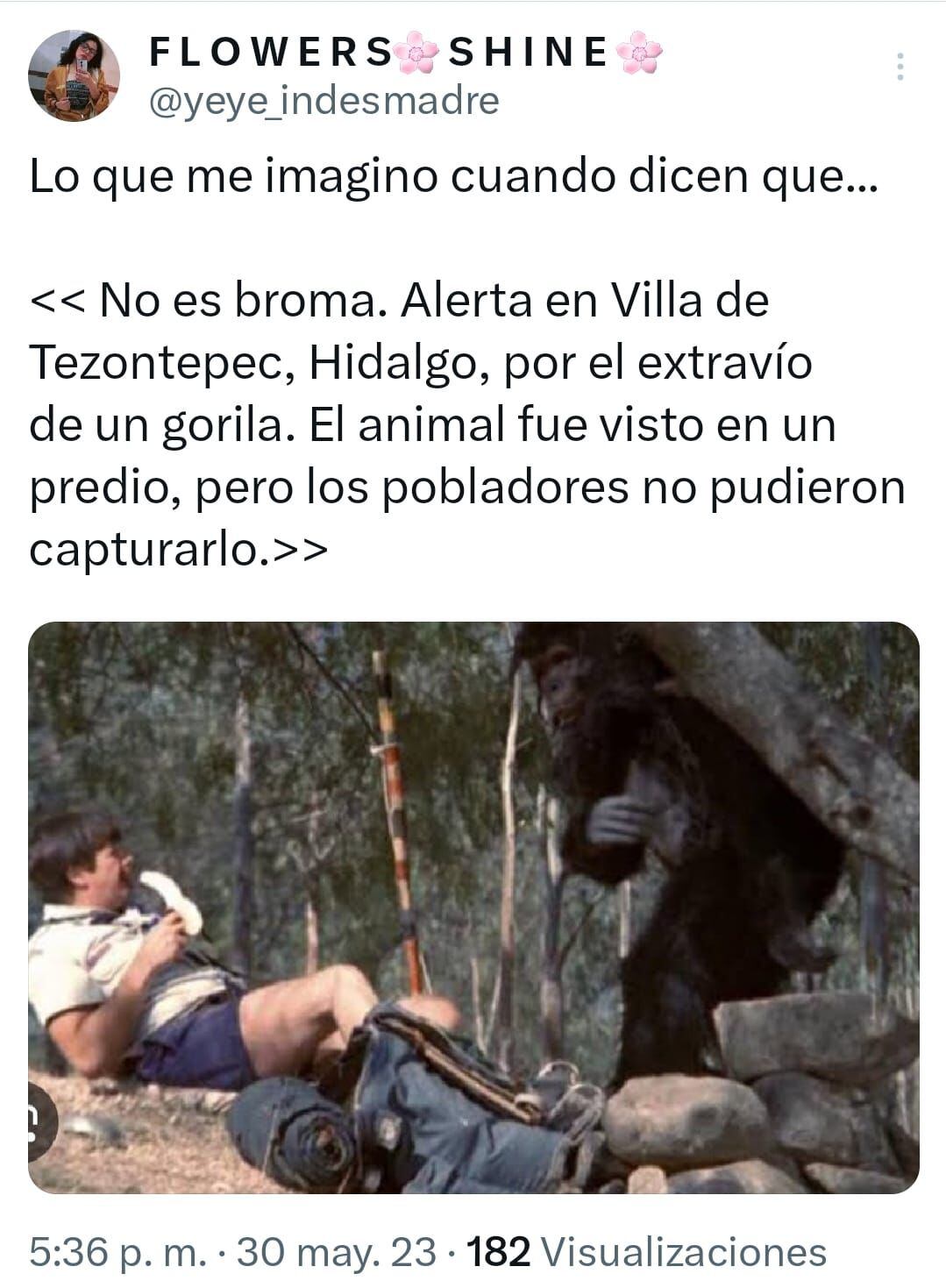 Meme sobre el gorila de Hidalgo (captura de pantalla)