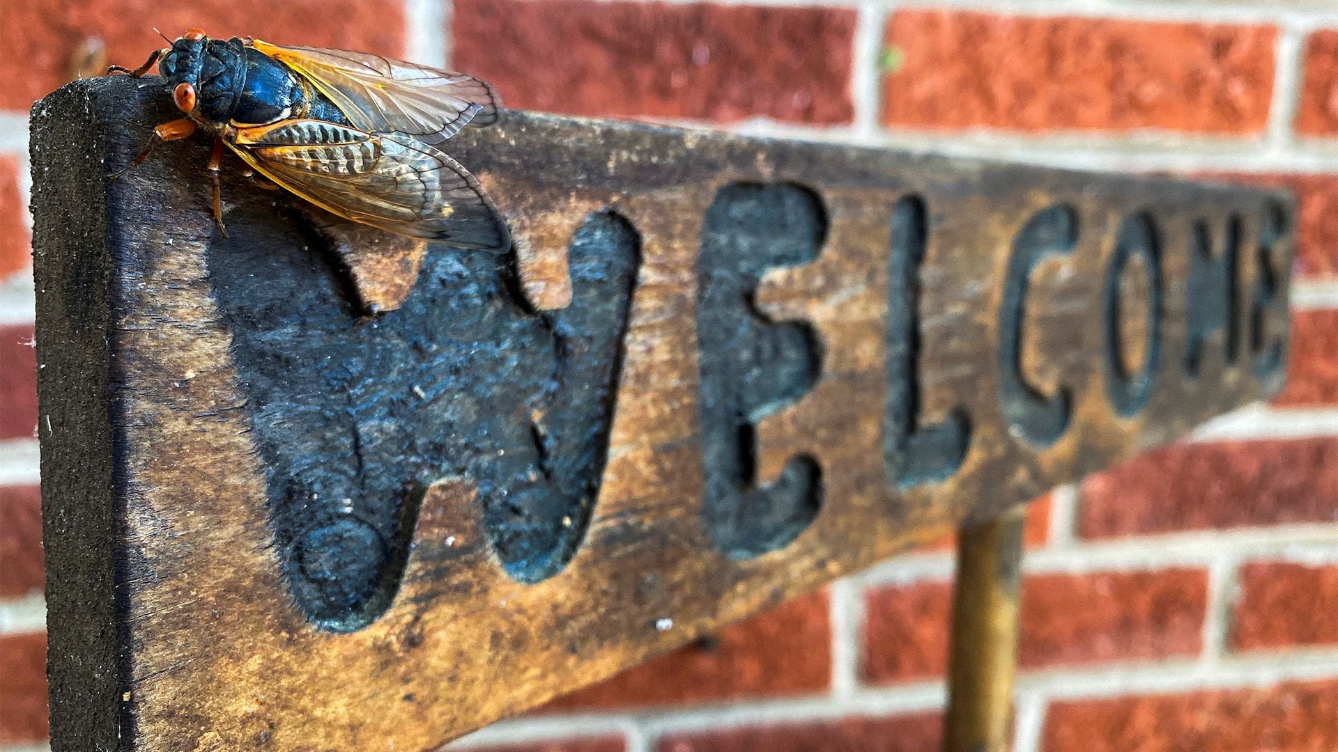cicada perched on a wooden sign on the porch