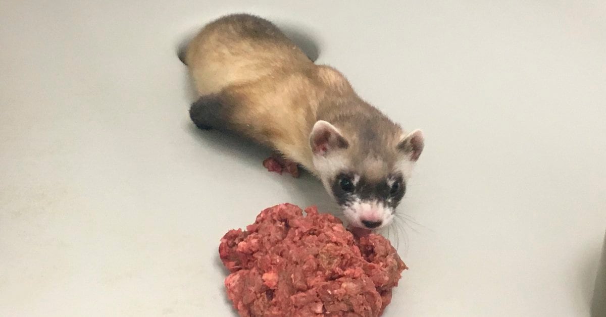 They manage to clone a Black-footed Ferret, an endangered species