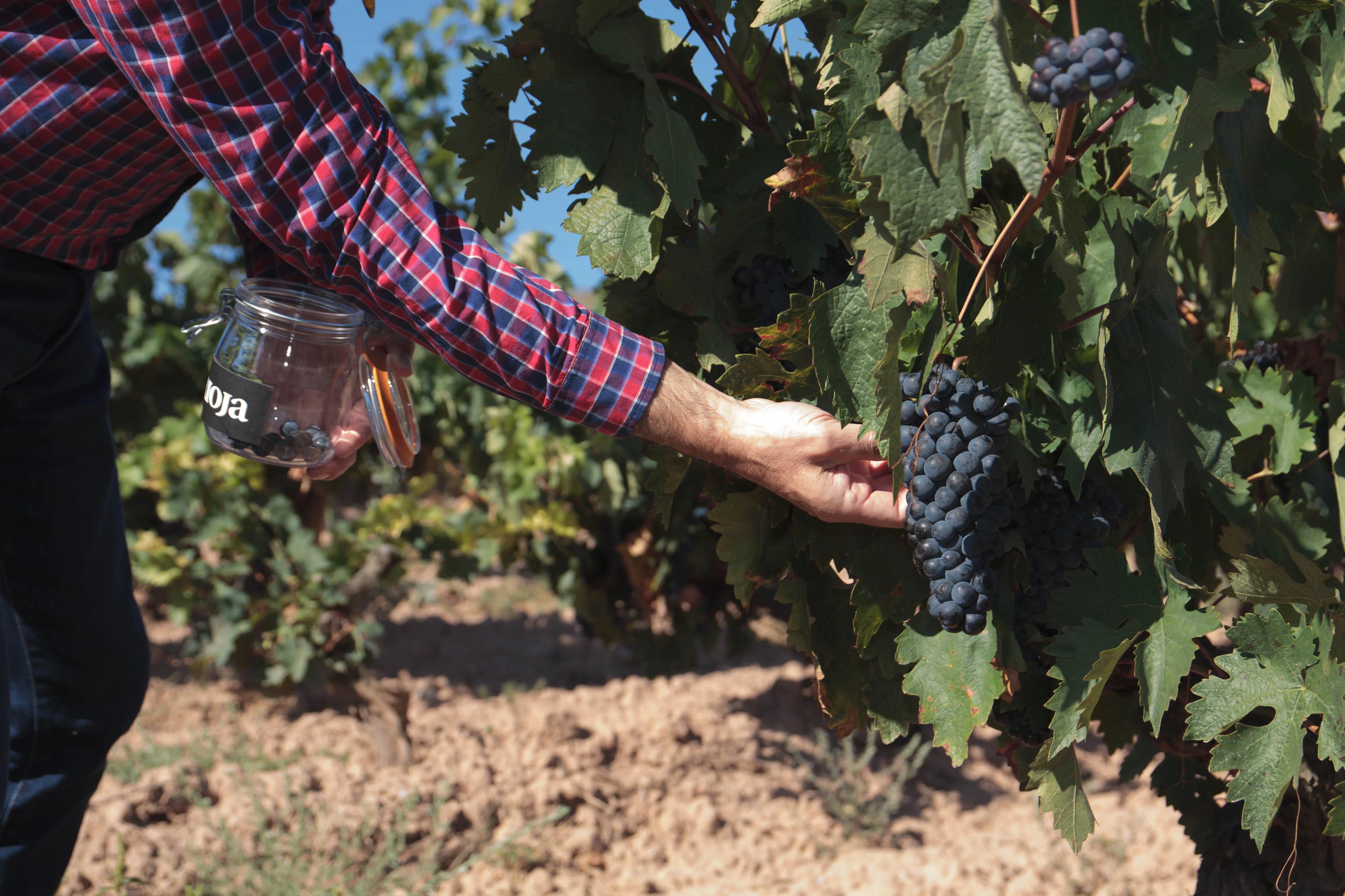 La DOCa Rioja, en España, fue premiada como máximo exponente del vitivinícola nacional y referente internacional (Europa Press)