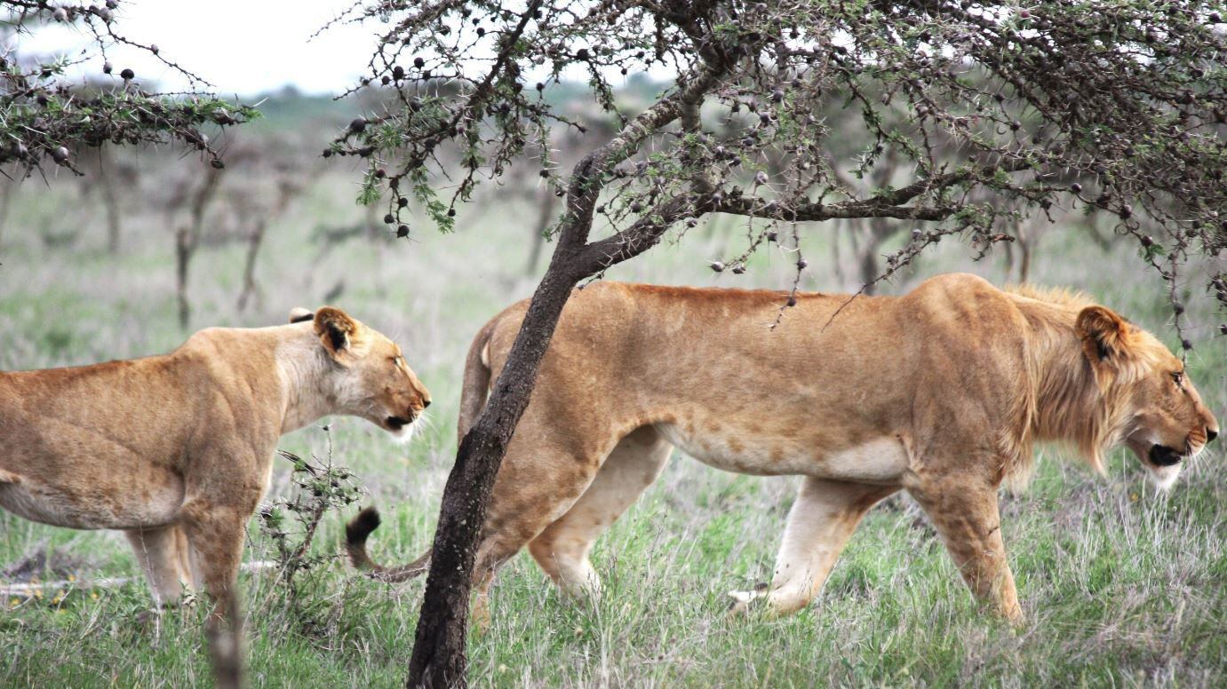 El león en África Oriental cambia sus hábitos de caza debido a pequeñas especies de hormigas. (TODD PALMER) 