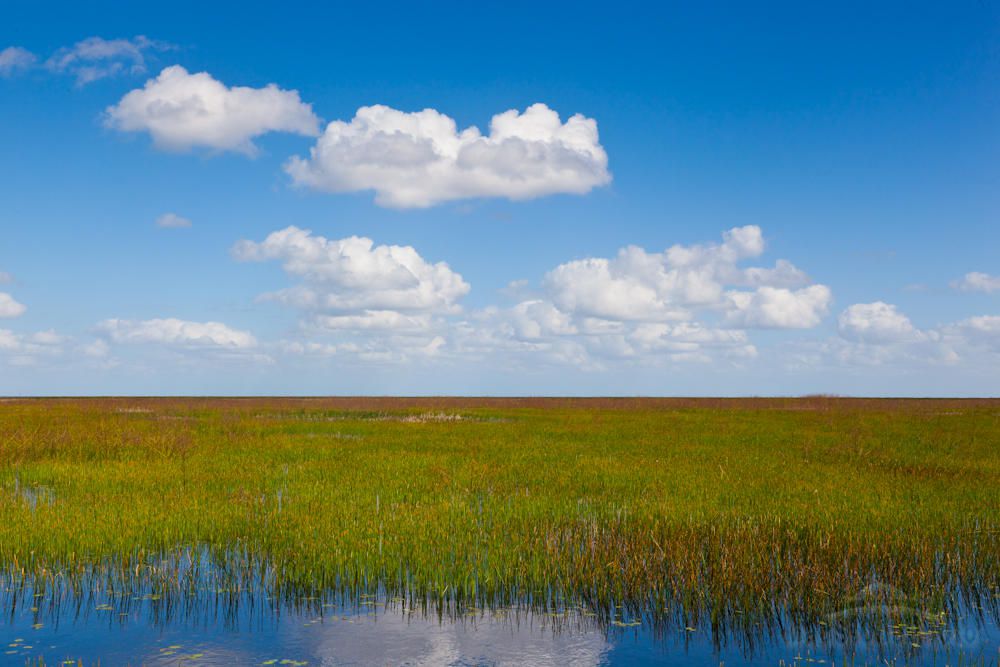 El lago Okeechobee en peligro: brote de algas amenaza su ecosistema. (Audubon Florida)