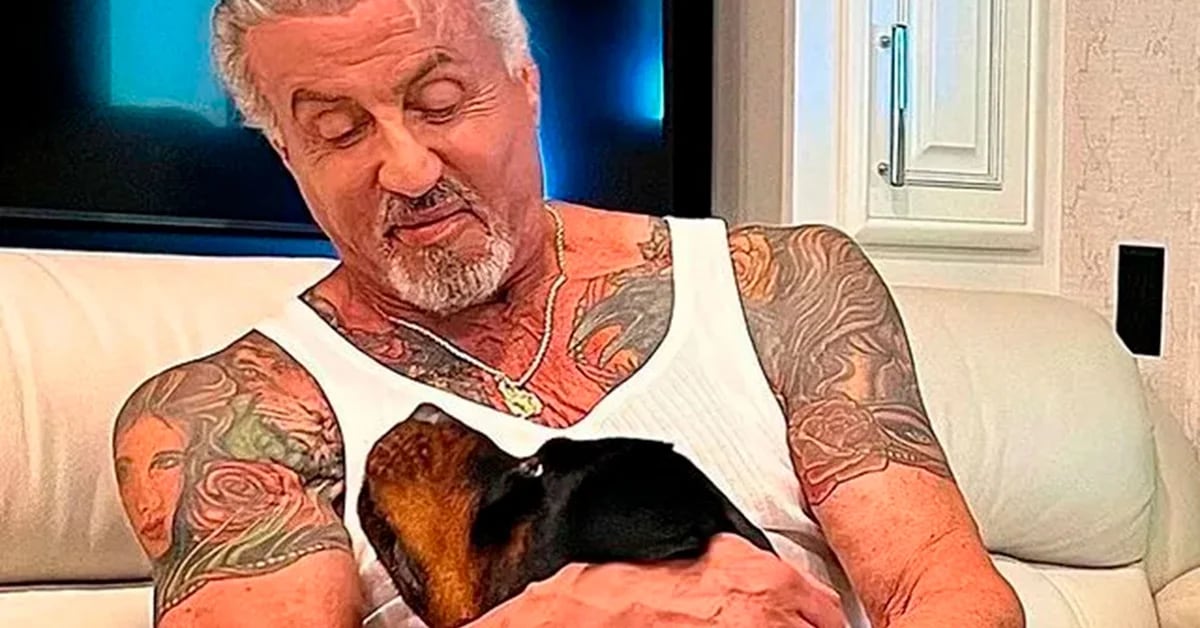 Le nouvel animal de compagnie de Sylvester Stallone, un tatouage déroutant et un inconnu : Jennifer Flavin l’a-t-elle largué pour le chien ?