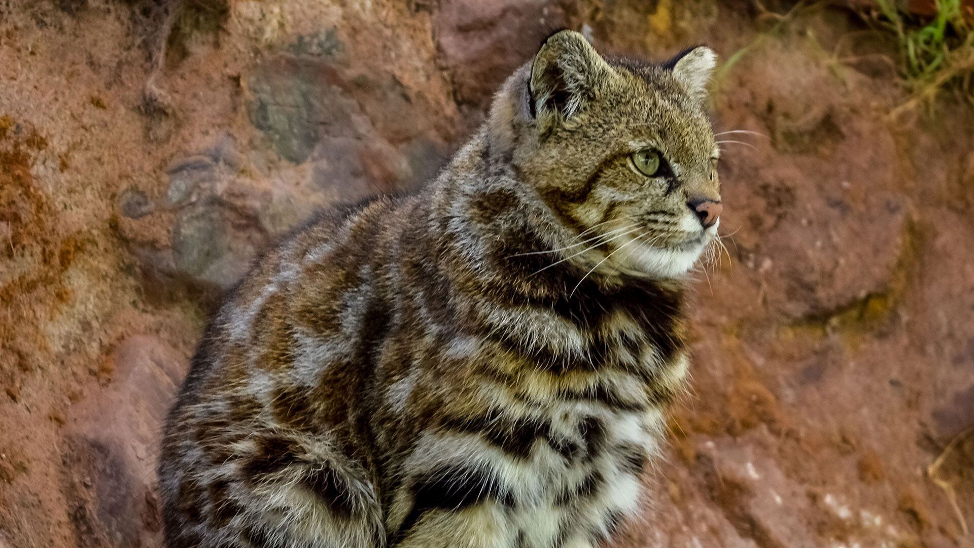 Para los pueblos originarios de los Andes este felino representa la fertilidad y es uno de los pastores enviados por la diosa Pachamama. (Shutterstock)