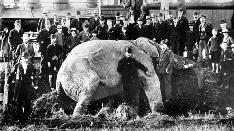 El 15 de septiembre de 1885 una locomotora chocó contra Jumbo. Matthew Scott lloró desconsoladamente la muerte del elefante quien, según versiones, lo abrazó con su trompa mientras agonizaba y recién lo soltó cuando murió.