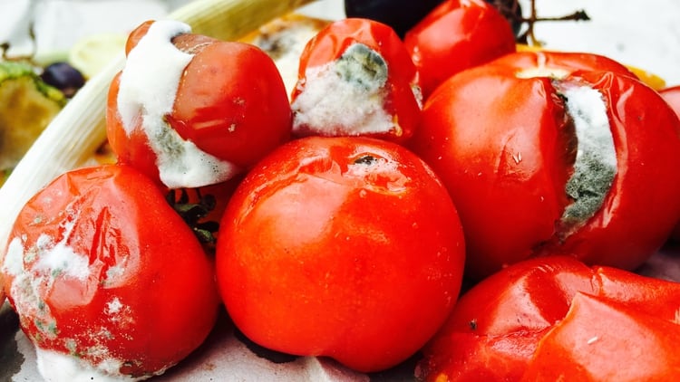 Los tomates no pueden ser consumidos después de prensentar rastros de moho  (iStock)