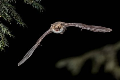 Los científicos tailandeses realizaron un hallazgo importante en los murciélagos (Europa Press)