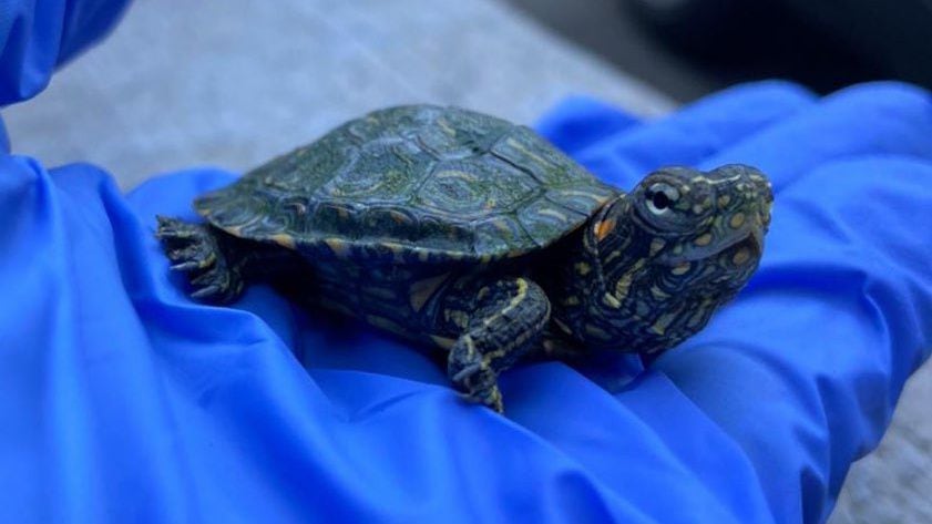 Autoridades rescataron casi 500 tortugas hicoteas que iban a ser consumidas en Semana Santa
