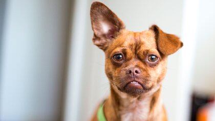 El oído del perro es particularmente sensible y puede captar sonidos inaudibles para el ser humano (Shutterstock)