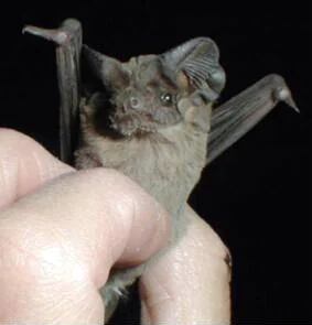 El murciélago cola de ratón (Tadarida brasiliensis) habita desde el sur de los Estados Unidos hasta Sudamérica. Se detectó que algunos ejemplares de esa especie en Argentina pueden tener alfacoronavirus
