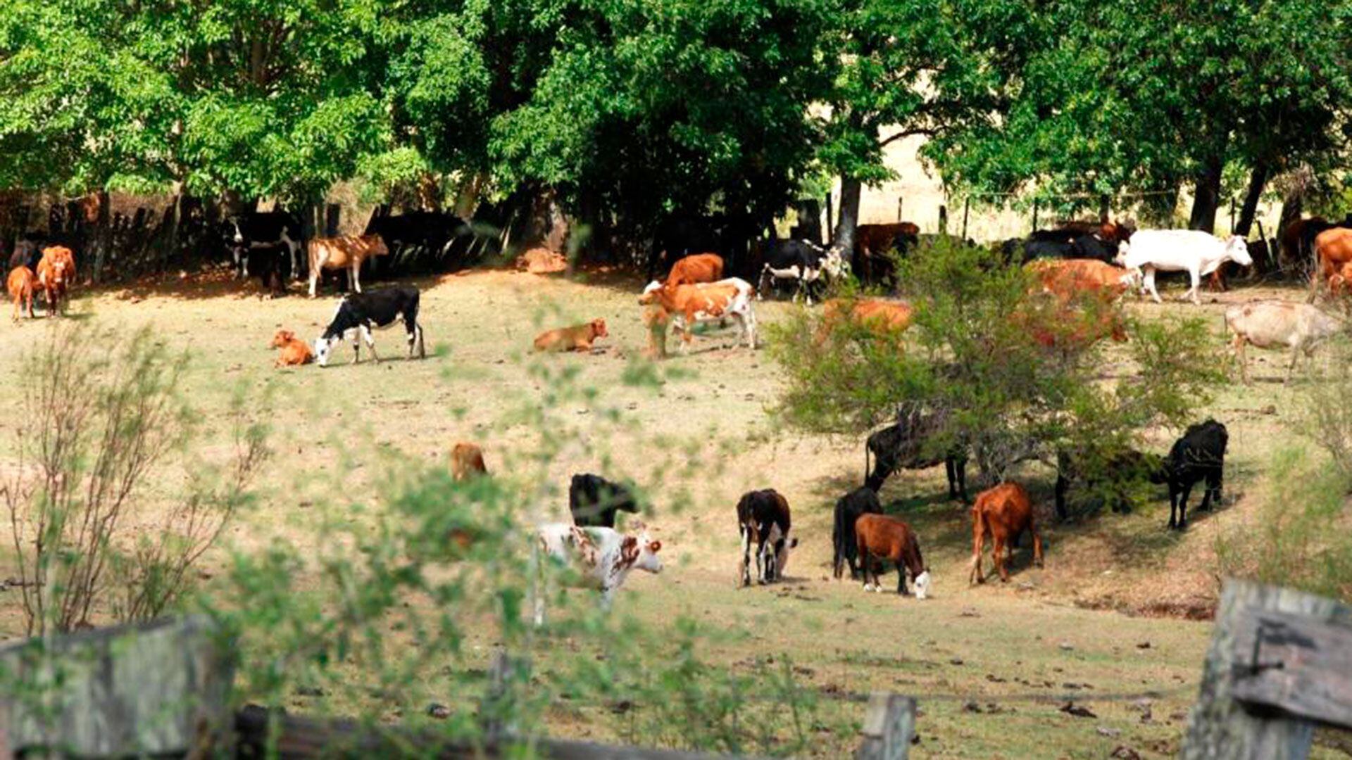 Campo vacas Uruguay