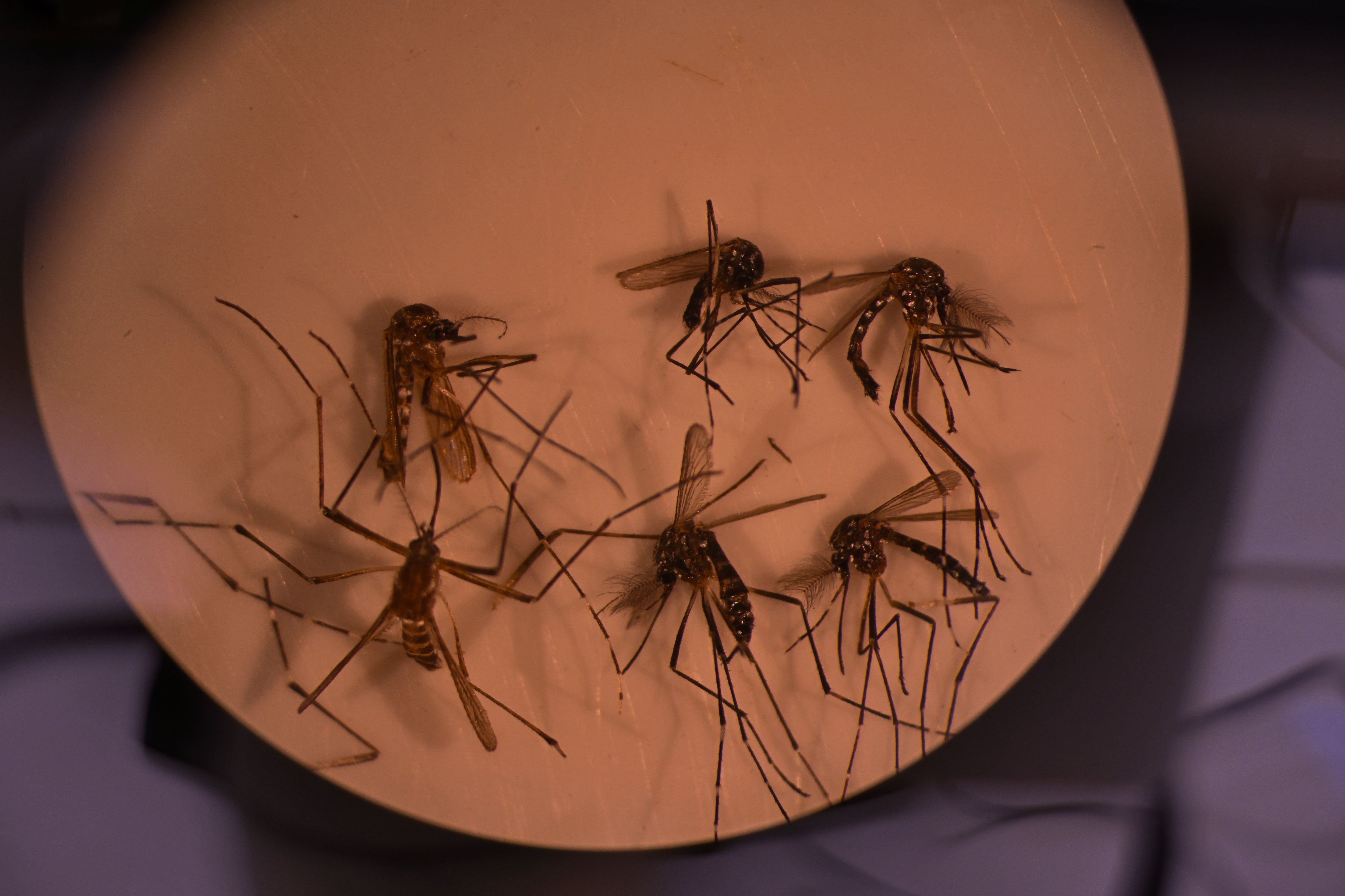 Fotografía de archivo del mosquito Aedes aegypti, responsable de transmitir el dengue. EFE/ Andre Borges