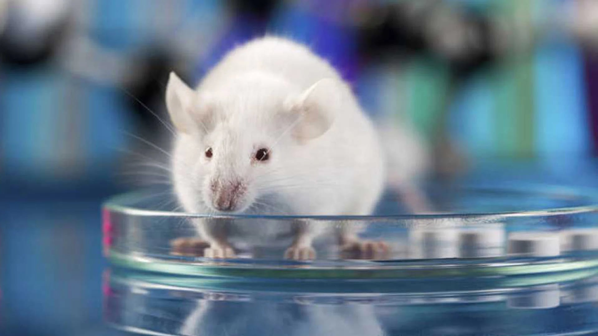 Un equipo internacional de investigadores realizó un avance significativo en la investigación del Alzheimer al introducir 100.000 neuronas humanas en cerebros de ratones y observar la acción del gen MEG3 en la destrucción neuronal (MS)