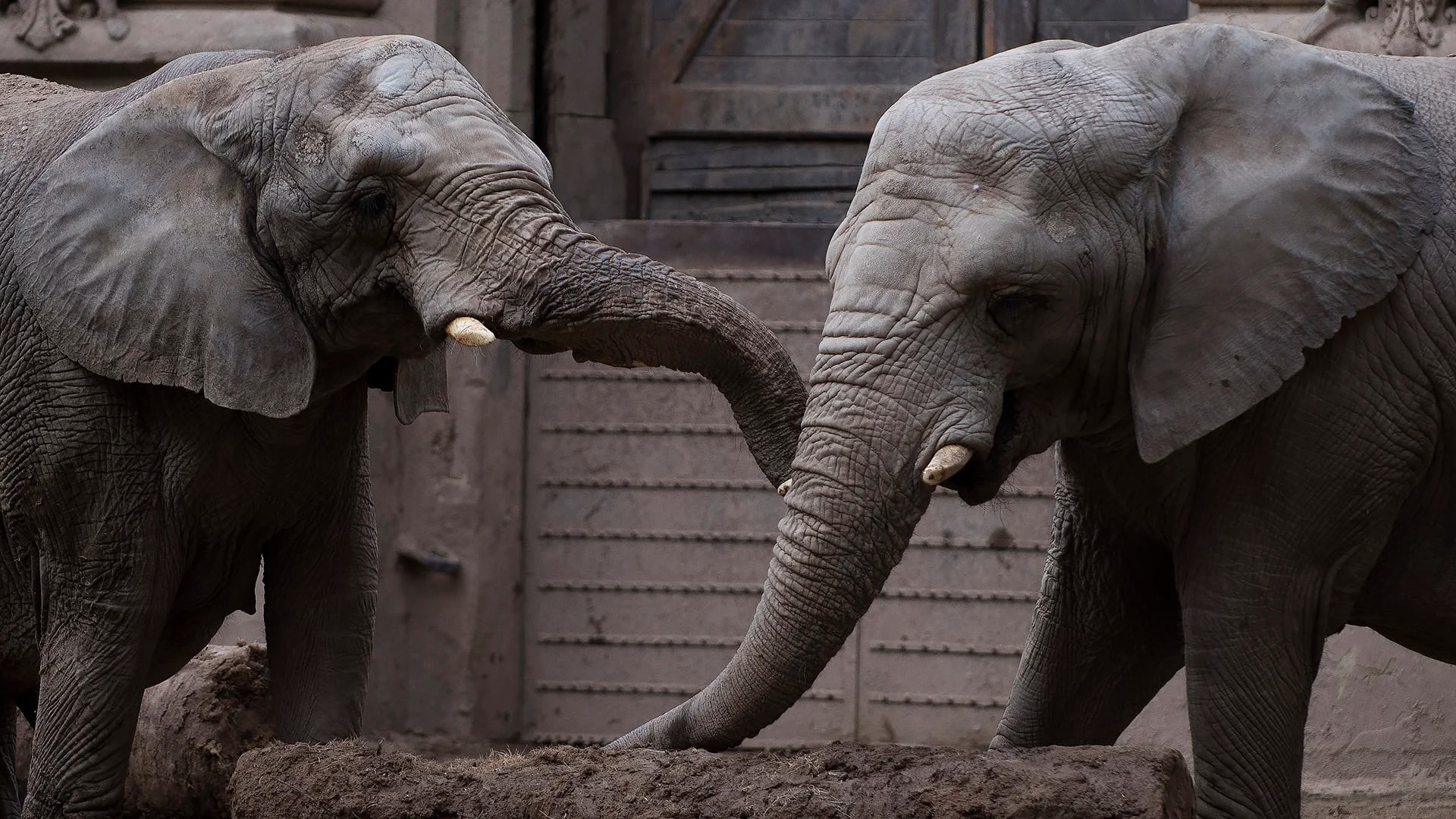 Las elefantas africanas Cuqui y Pichi también esperan ser llevadas al santuario de Brasil. (Adrián Escandar)