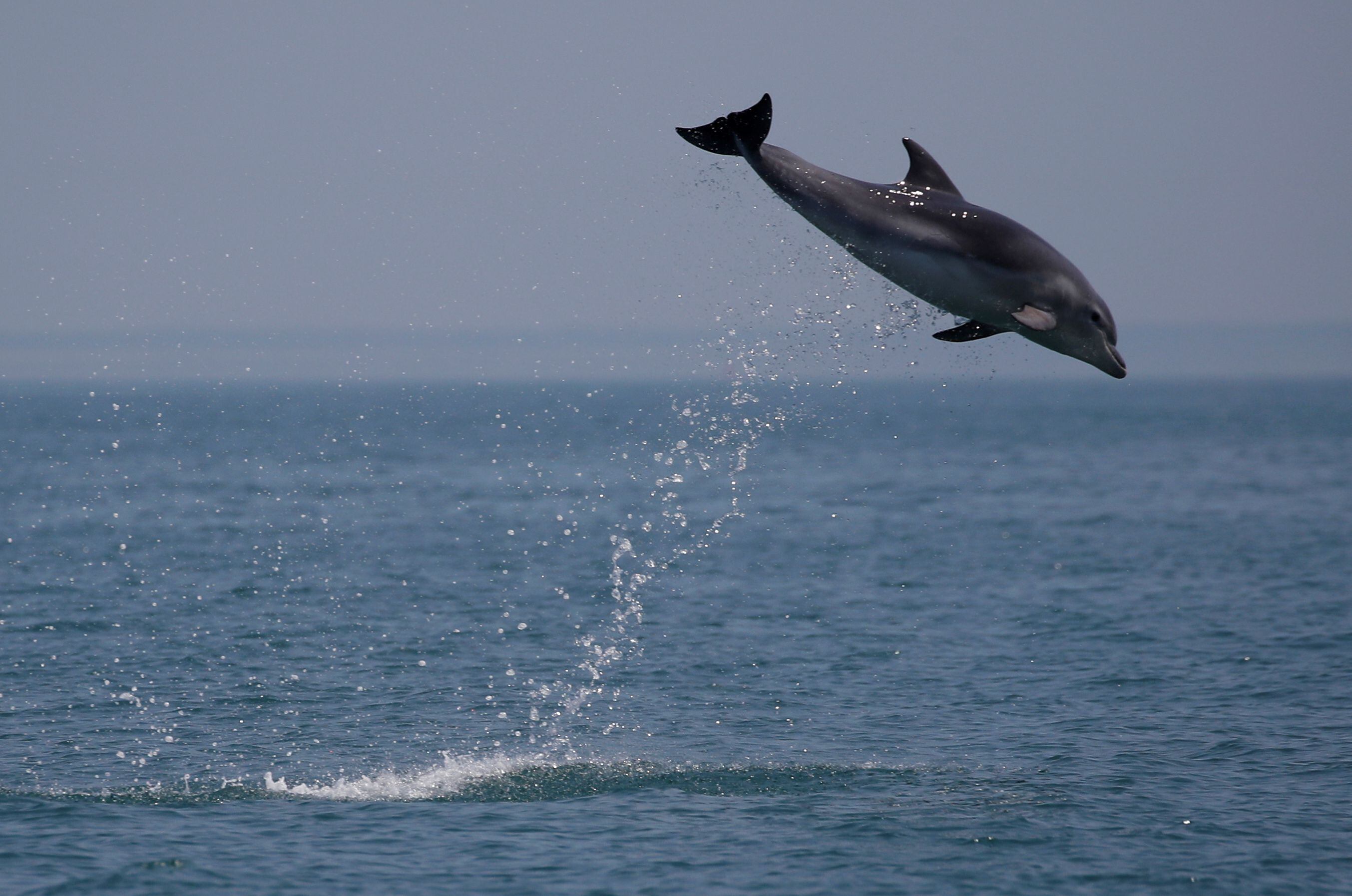 Hay usuarios que prefieren usar animales para sus contraseñas, este año, la gran mayoría usó la palabra delfín. (Foto: REUTERS/Stephane Mahe)