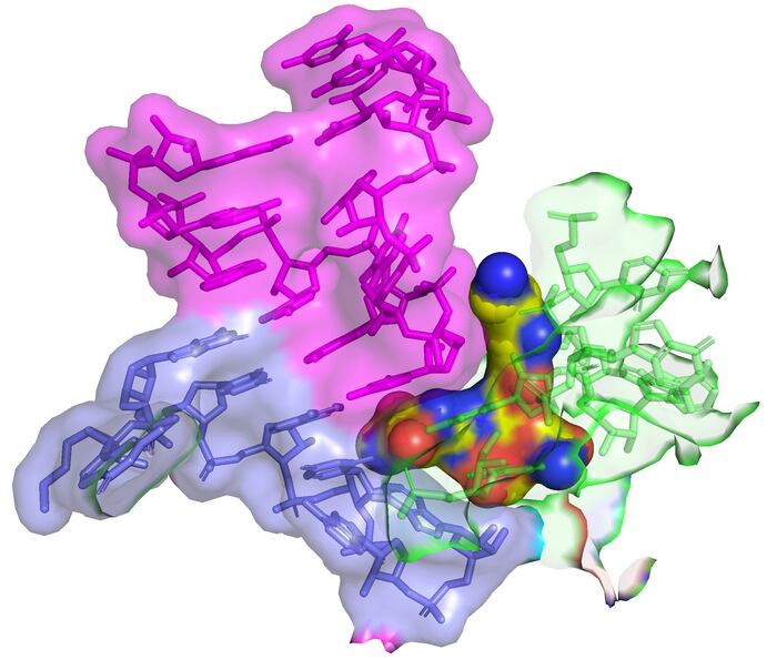 Streptothricin-F (yellow spheres) bound to the 16S rRNA (green) of the bacterial ribosome impinges on the decoding site where tRNA (purple) binds to the codon of the mRNA (blue). This interaction leads to translation infidelity (scrambled protein sequences), and the resulting death of the bacterial cell. The image was created by overlay of PDB 7UVX containing streptothricin-F (this manuscript) with PDB 7K00 containing mRNA and A-site tRNA (ref DOI: 10.7554/eLife.60482).CREDITJames Kirby