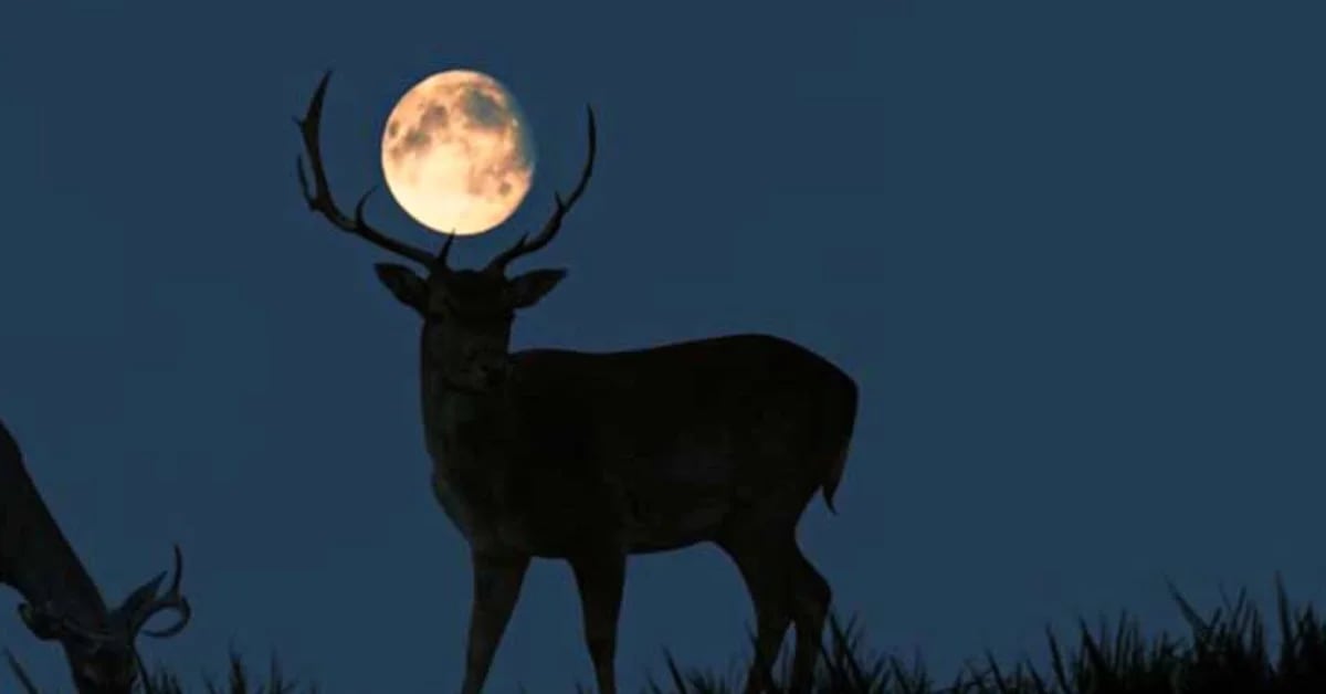 Deer supermoon 2022: why is it called and when to see it