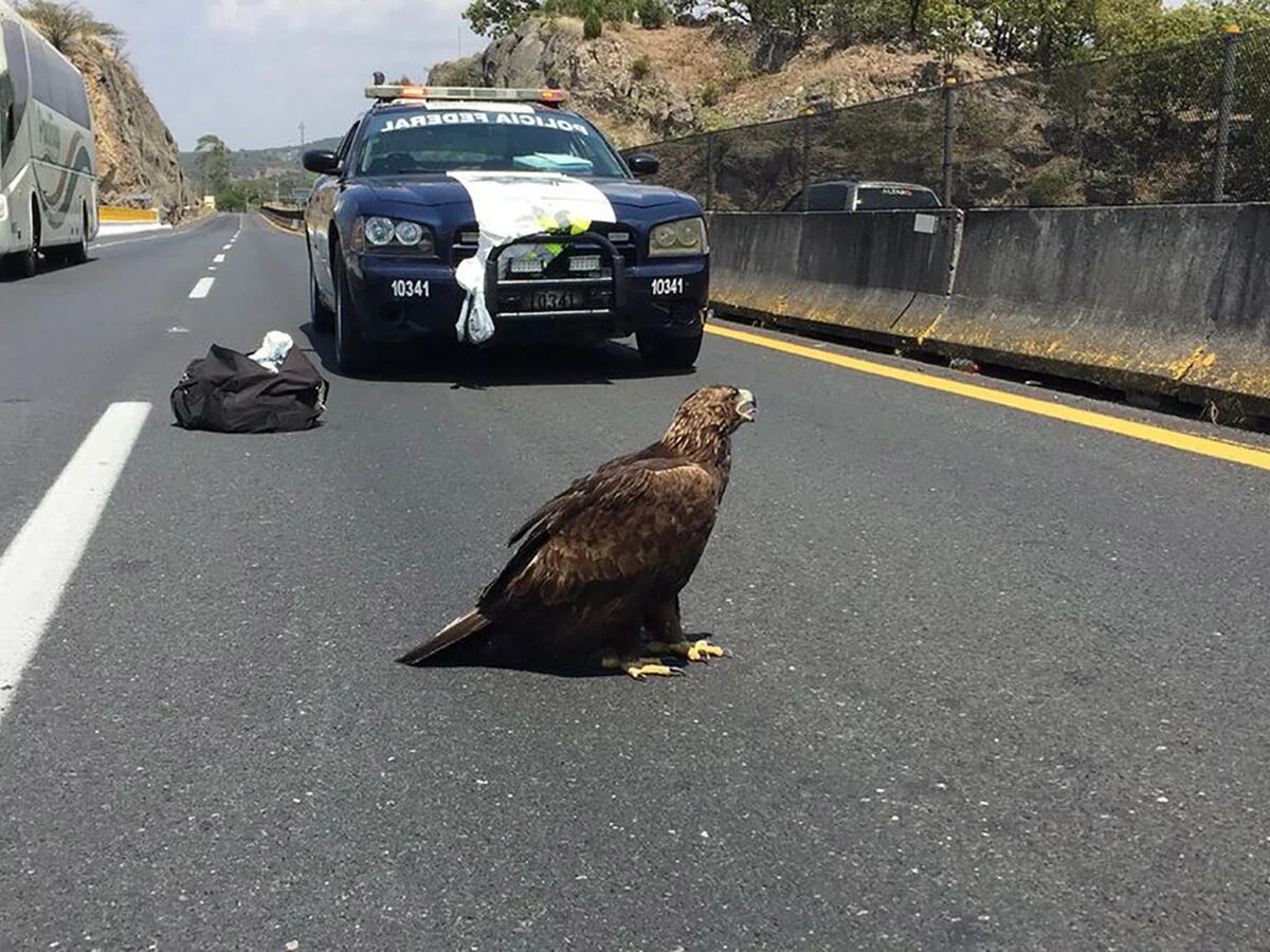 Insólito: un águila real herida apareció en medio de una carretera de  Jalisco - Infobae