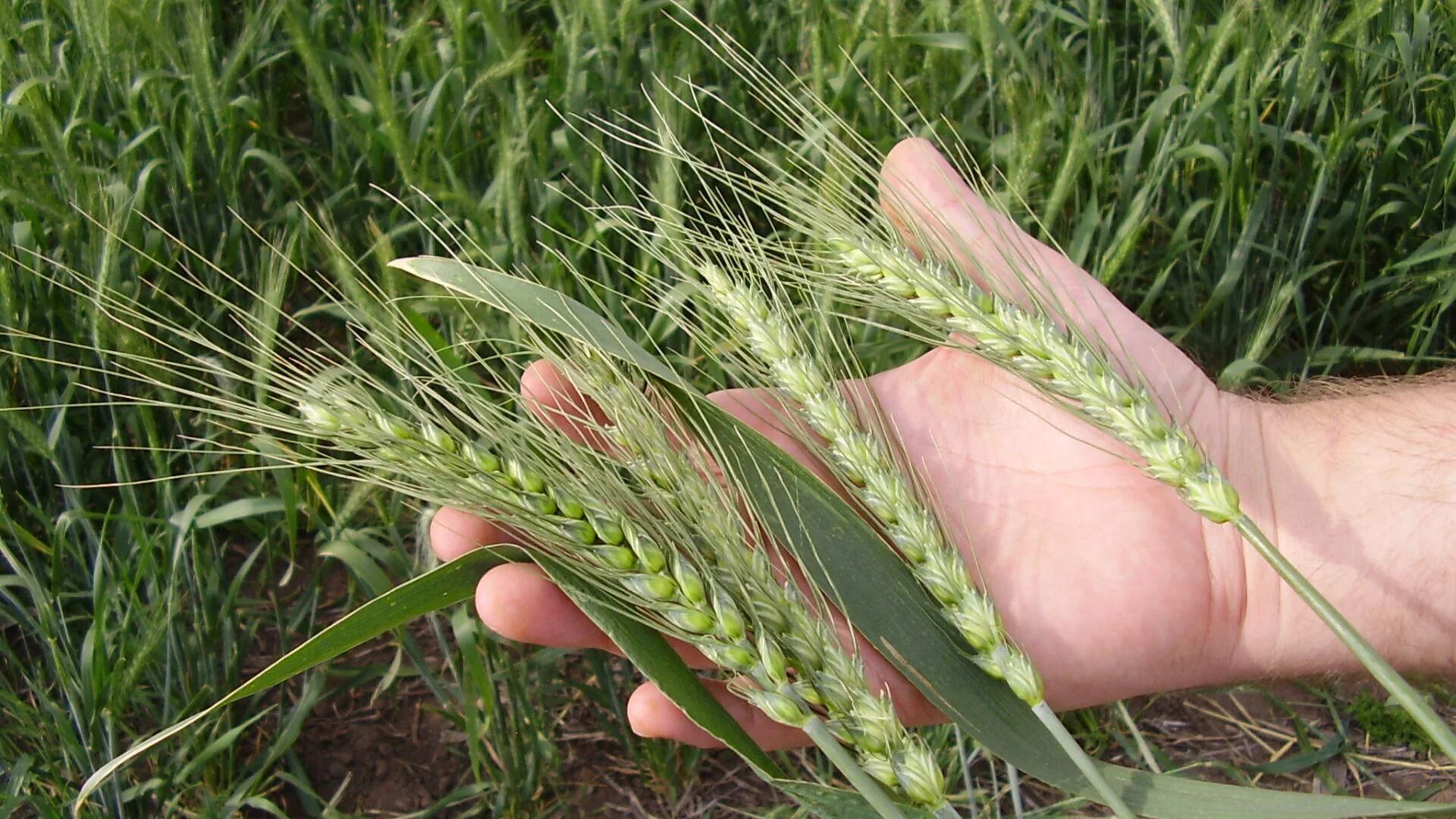 Cómo funciona la nueva semilla de trigo con tecnología argentina de alto rendimiento y resistente a la sequía