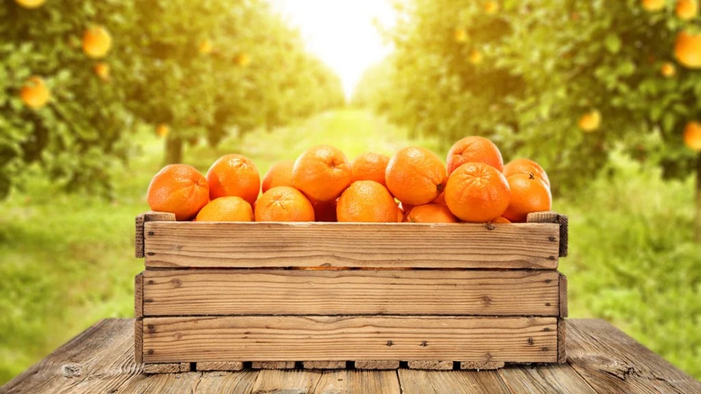 En las mandarinas, la pulpa y su cáscara también son importantes (Shutterstock)
