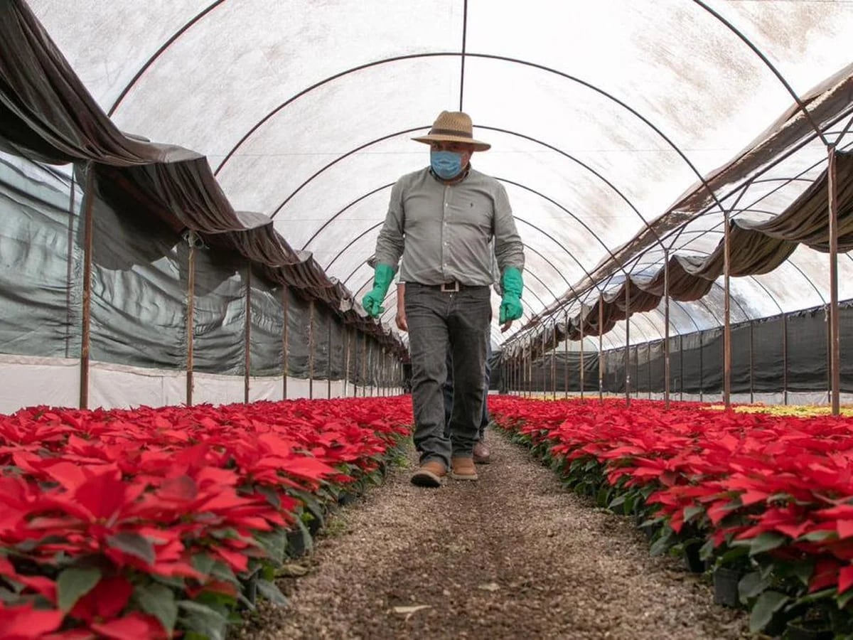 Comenzó la venta de Flor de Nochebuena en Xochimilco: qué precio tiene y  cómo llegar a los viveros - Infobae