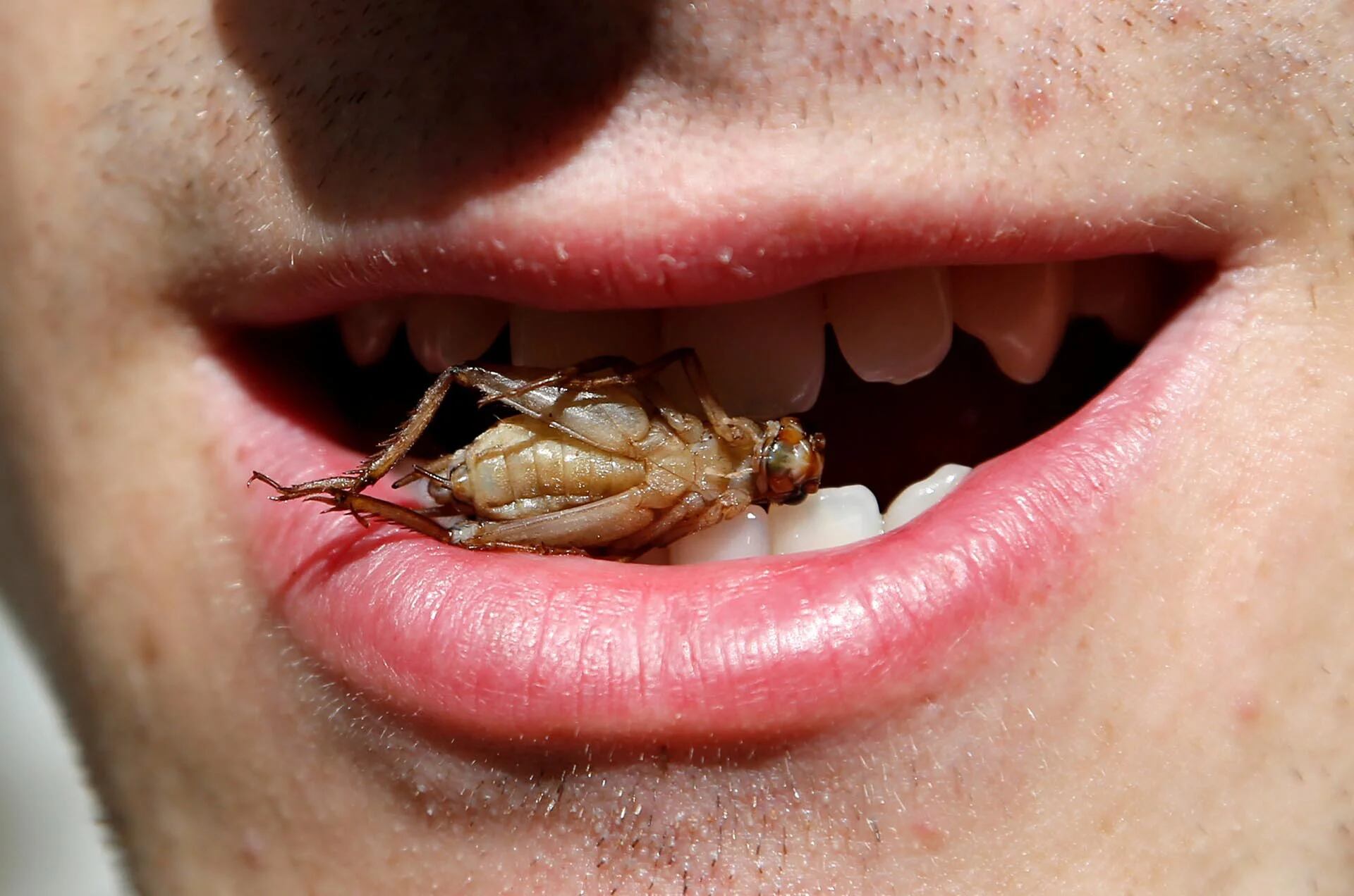 Un trabajador posa con un grillo entre sus dientes en una granja de la empresa Little Food, que prepara y promueve productos alimenticios elaborados con grillos, en Bruselas, Bélgica