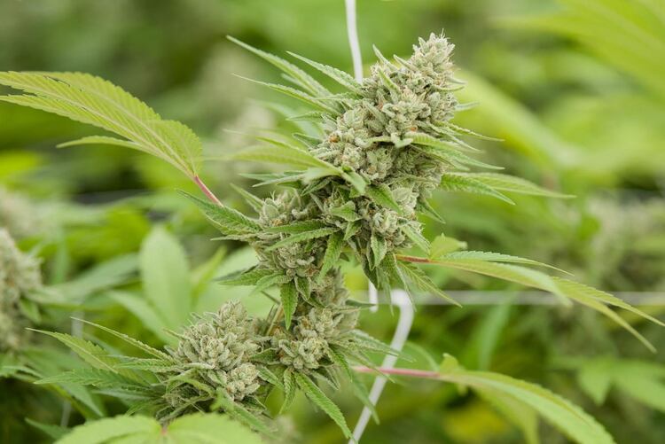 El uso terapéutico del cannabis fue registrado por primera vez hace 5.000 años en el herbario chino Pen T'sao Ching