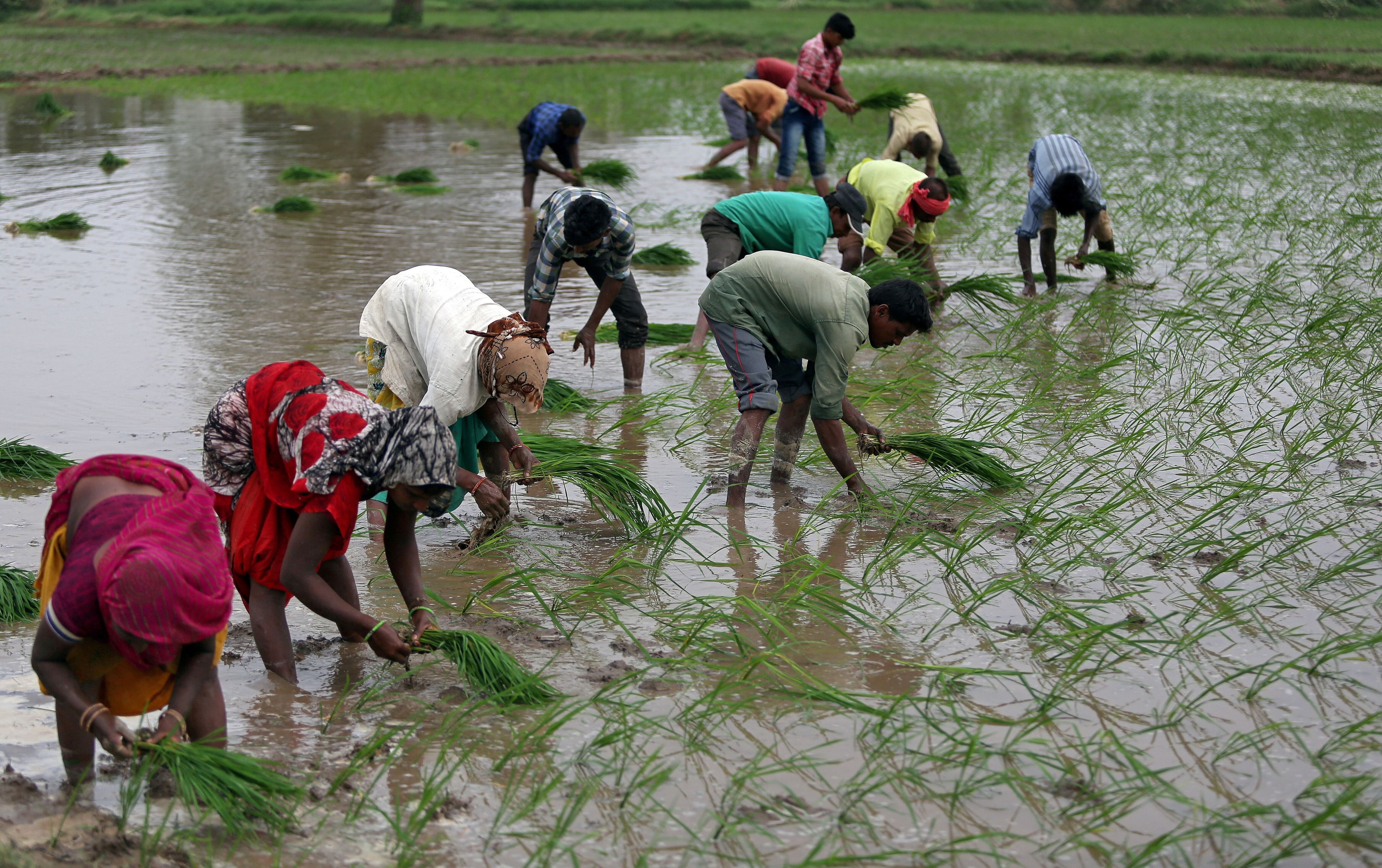 FOTO DE ARCHIVO: Agricultores plantan árboles jóvenes en un campo de arroz en las afueras de Ahmedabad, India. REUTERS / Amit Dave / Foto de archivo