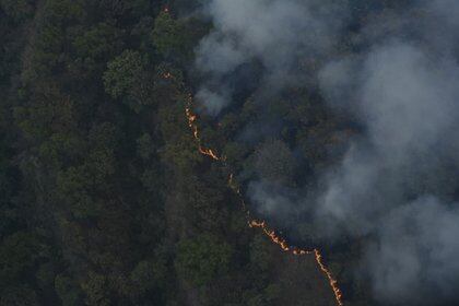 El bosque LA Primavera ha sufrido diversos incendios en menos de un mes (Foto: Twitter @EnriqueAlfaroR)