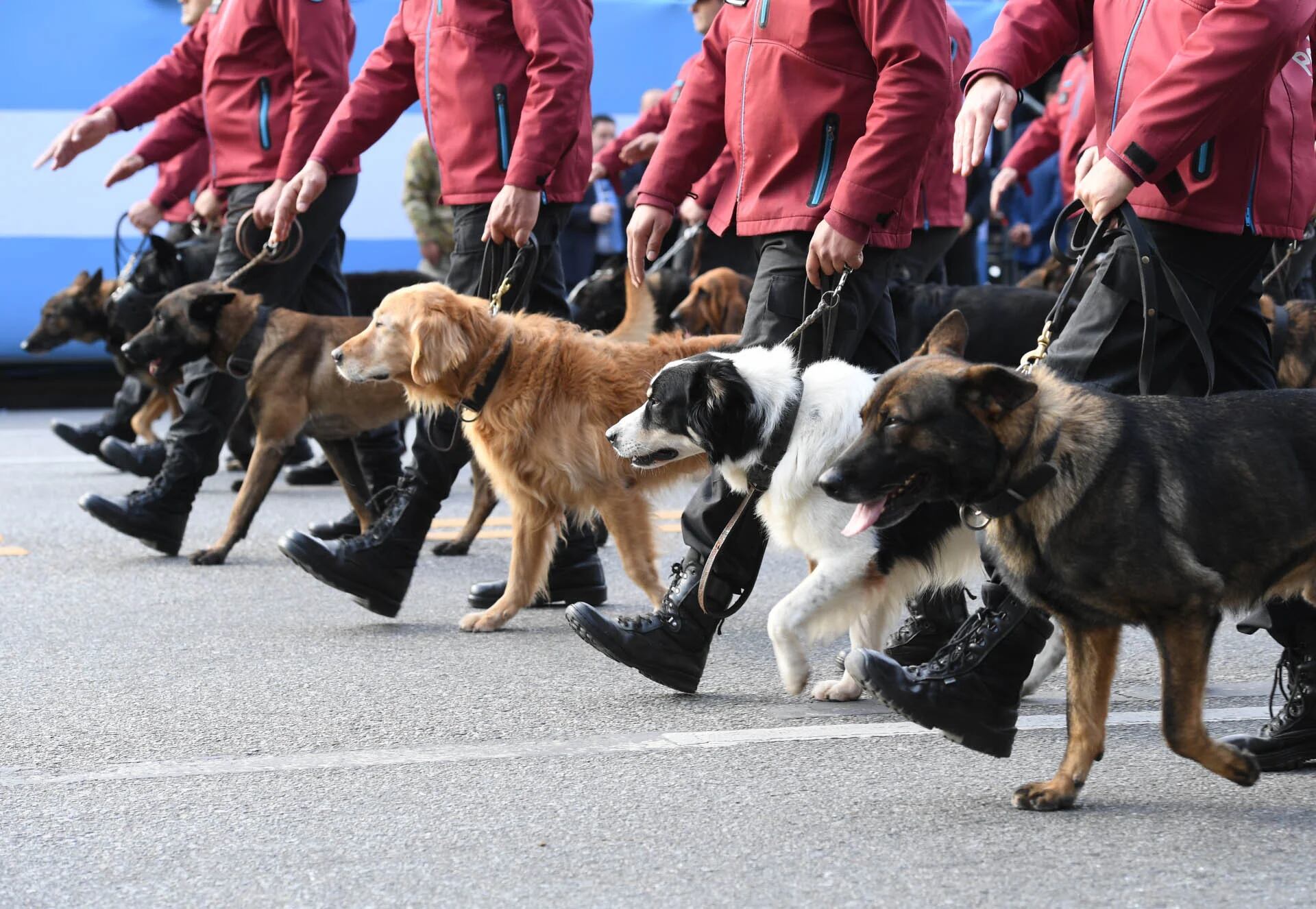 Efectivos de la Policía de la ciudad de Buenos Aires junto a los perros de la fuerza