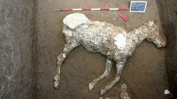 Un caballo que quedó sepultado por la erupción que acabó con Pompeya (EFE)