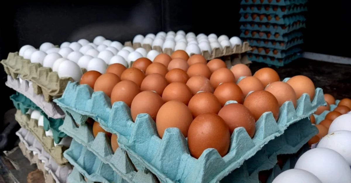 How much does a piece of egg cost, Profeco reported the stores with the most affordable prices