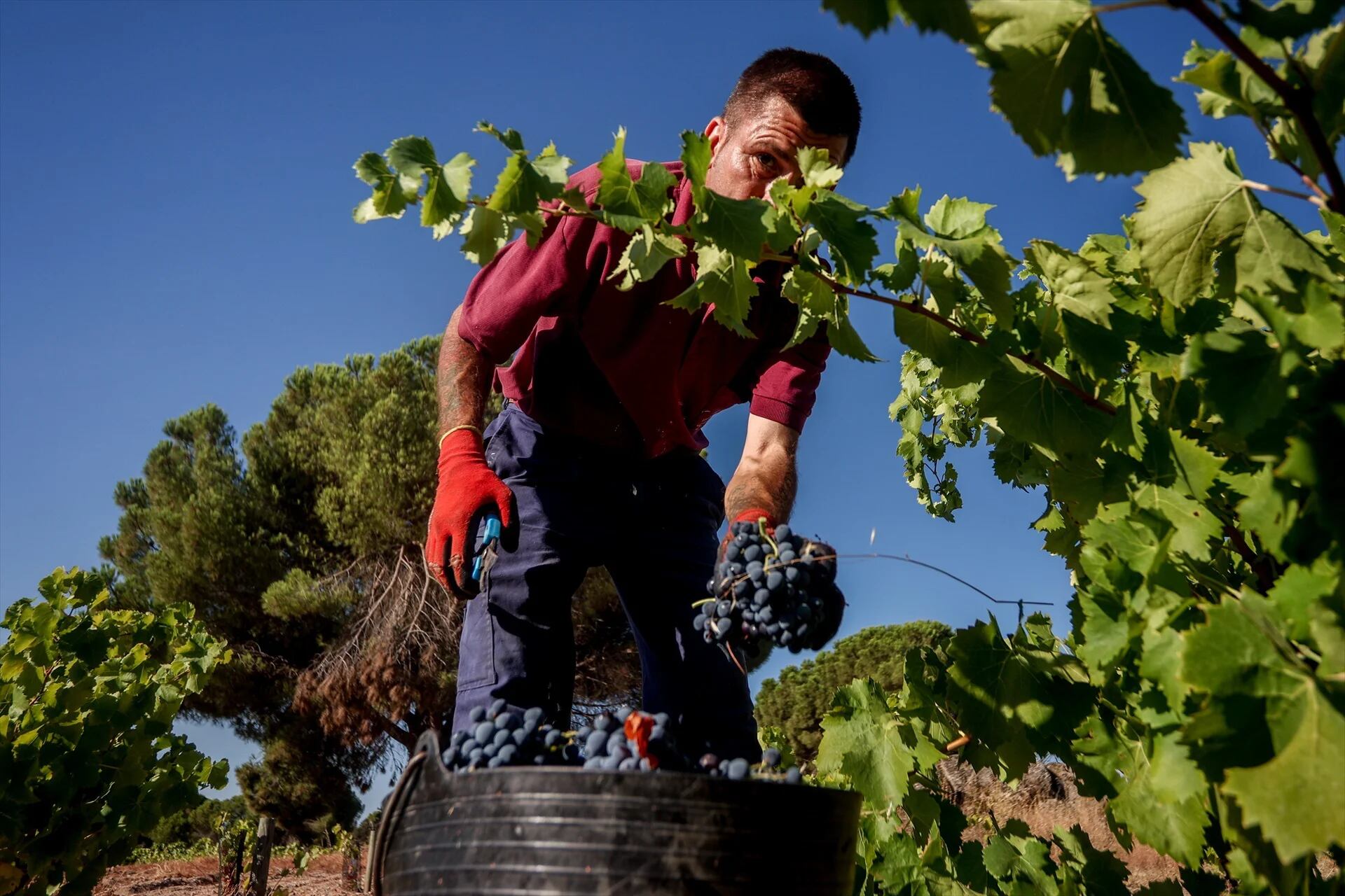 Los productores de vino se preparan para la peor vendimia de la última década: “La sequía ha acabado con las plantaciones”