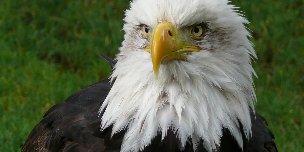 Trece águilas calvas fueron encontradas muertas en un campo. Esta fue la  causa - Infobae