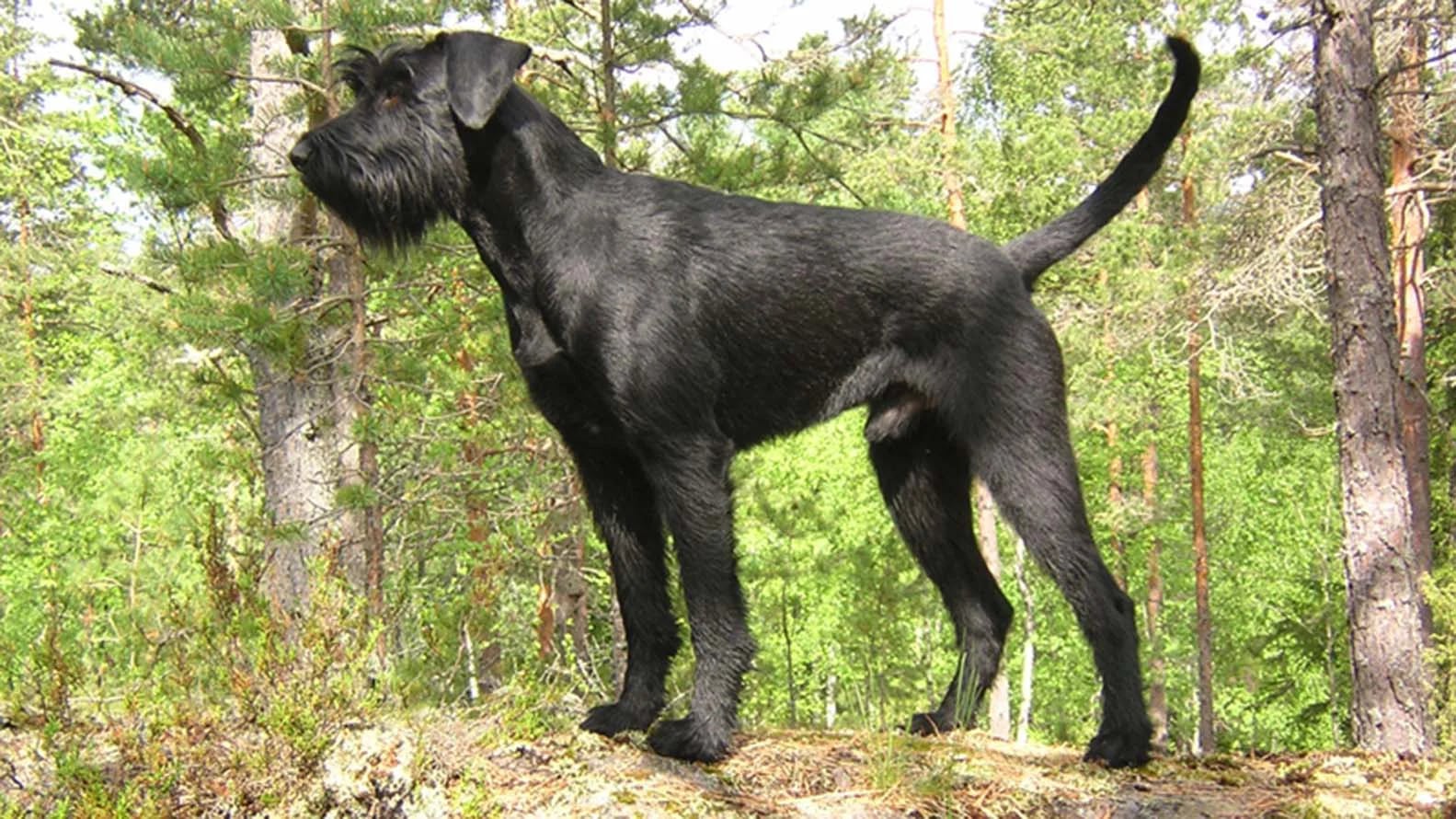 Cuáles son las 10 mejores razas de perro guardián - Infobae