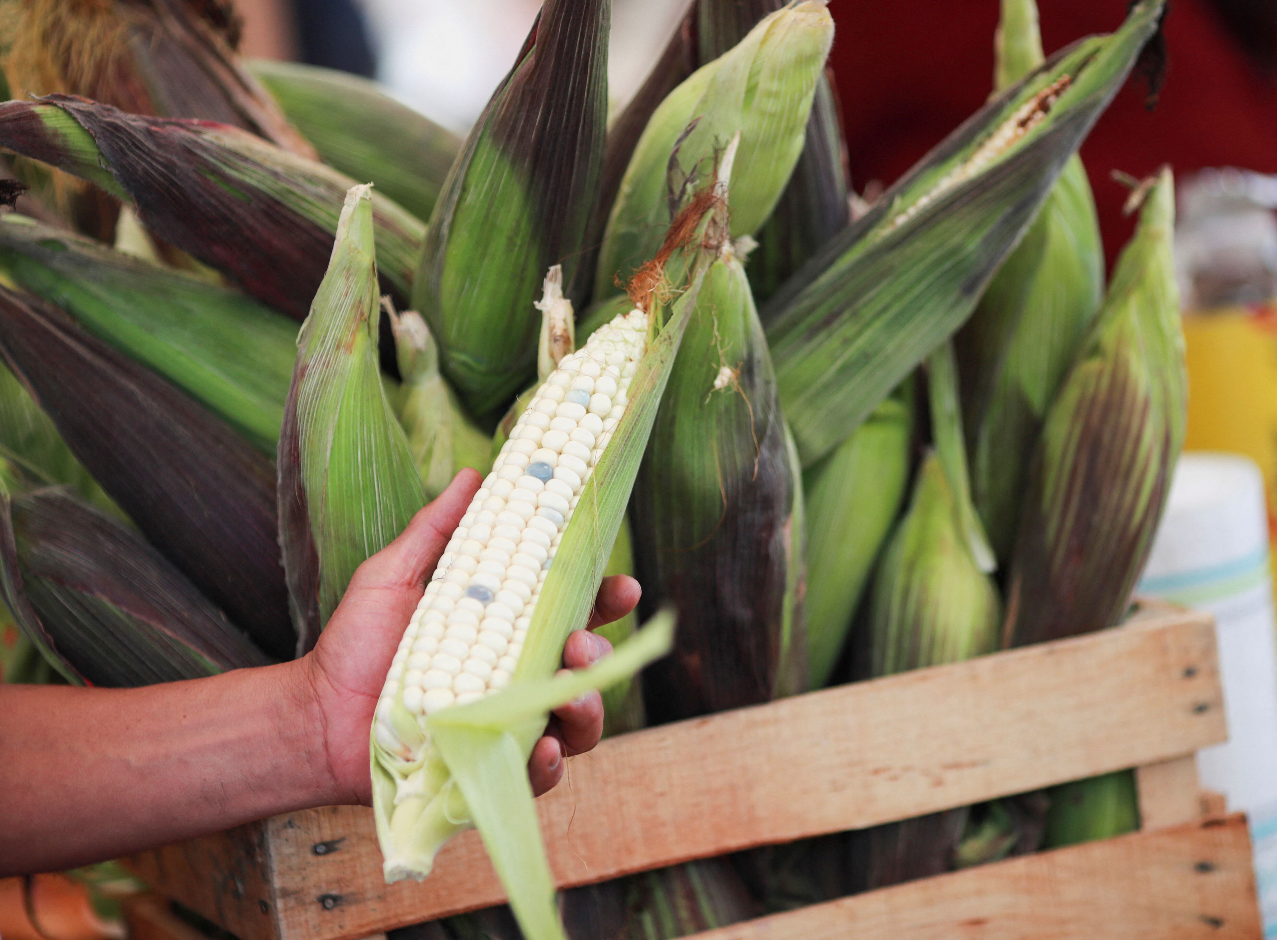 México retrasó el inicio de la prohibición de las importaciones de maíz transgénico desde Estados Unidos.(REUTERS/Henry Romero)