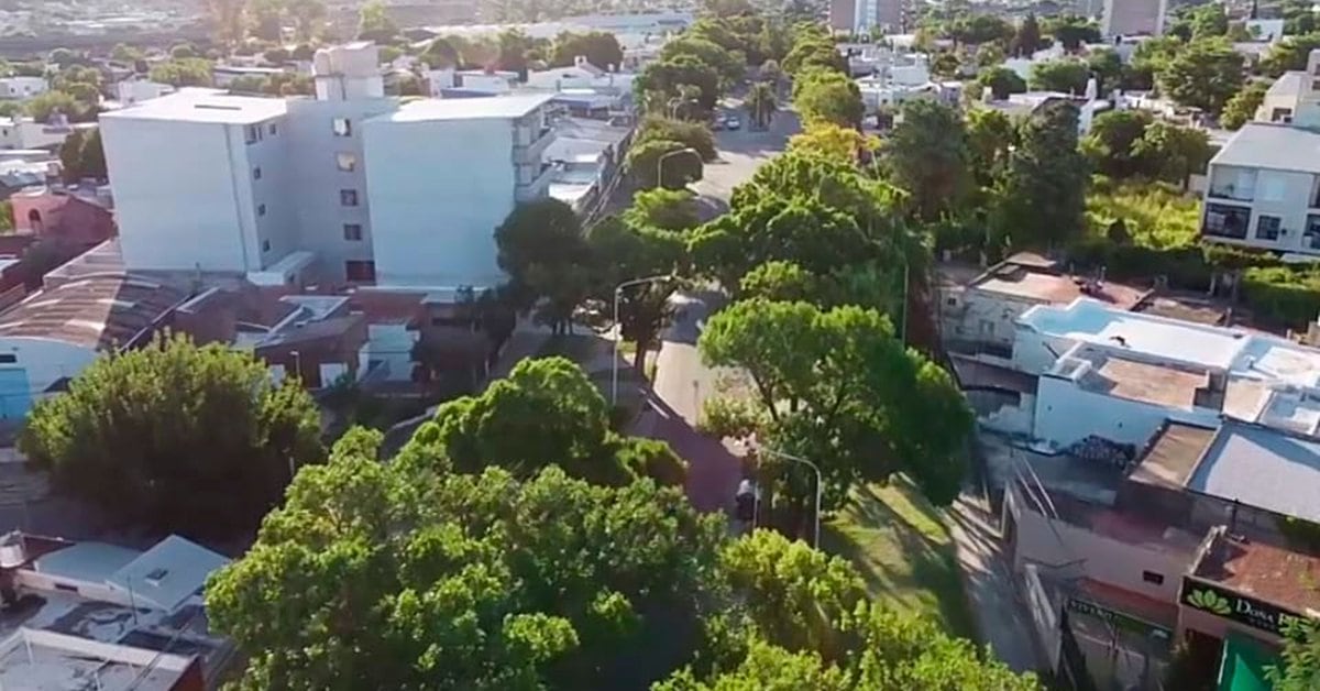 In Paraná, residents hug more than 100 trees to prevent them from being cut down