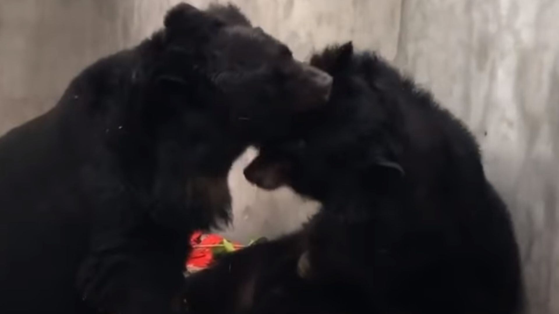 El abrazo que conmovió al mundo: dos osos negros se reencuentran tras ser rescatados de una granja de bilis (Captura de Pantalla/Facebook Animals Asia)